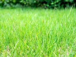 How to Grow and Care for Zoysia Grass